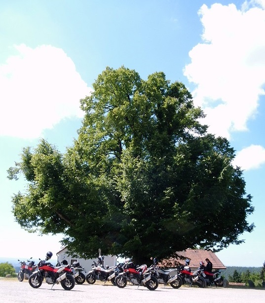 unter der Linde vom .....JPG