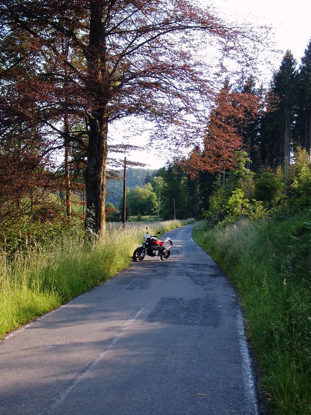 HUSKY 900R Rote unter Rotbuche.JPG