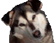 Benutzeravatar